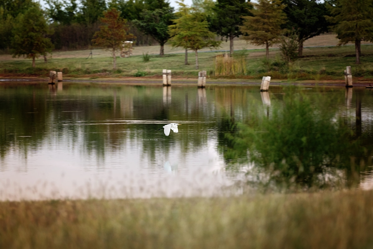 ©Kelly Wilson -2024 -This great white egret will lose it's habitat - this pond will be drained