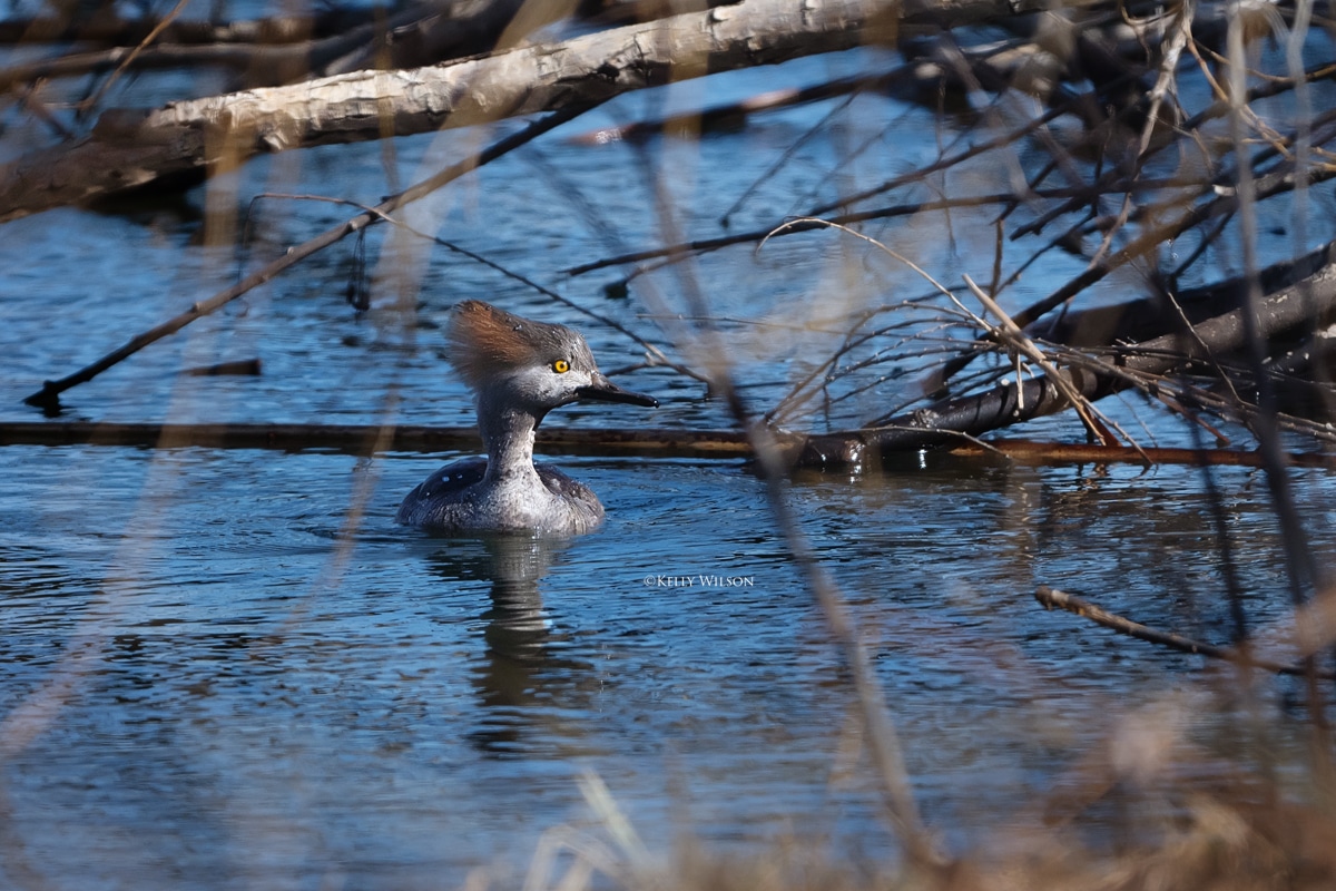 ©Kelly Wilson - 2025 -This Hooded Merganser will lose it's habitat - this pond will be drained