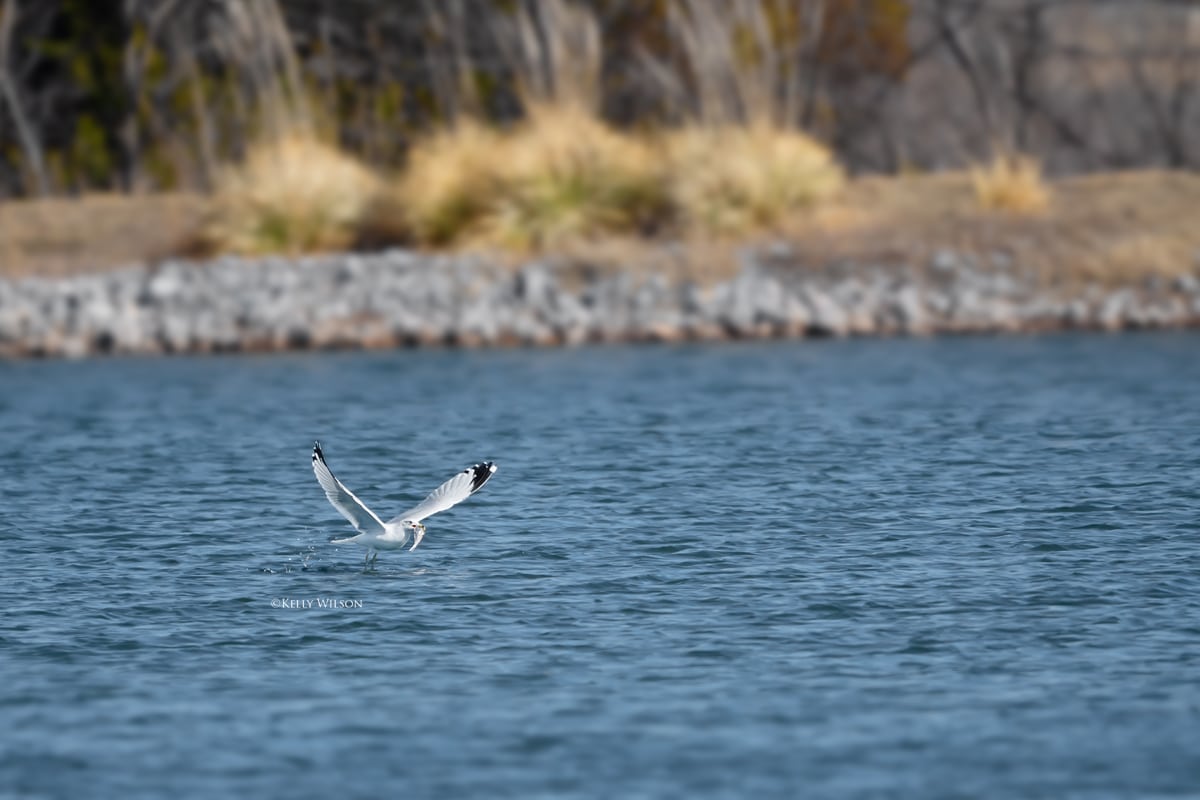 ©Kelly Wilson -2025 - seagull eating a fish