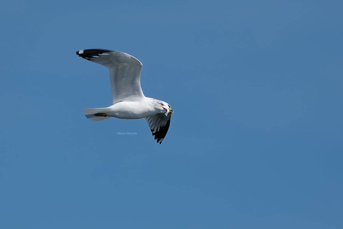 ©Kelly Wilson - 2025 - seagull