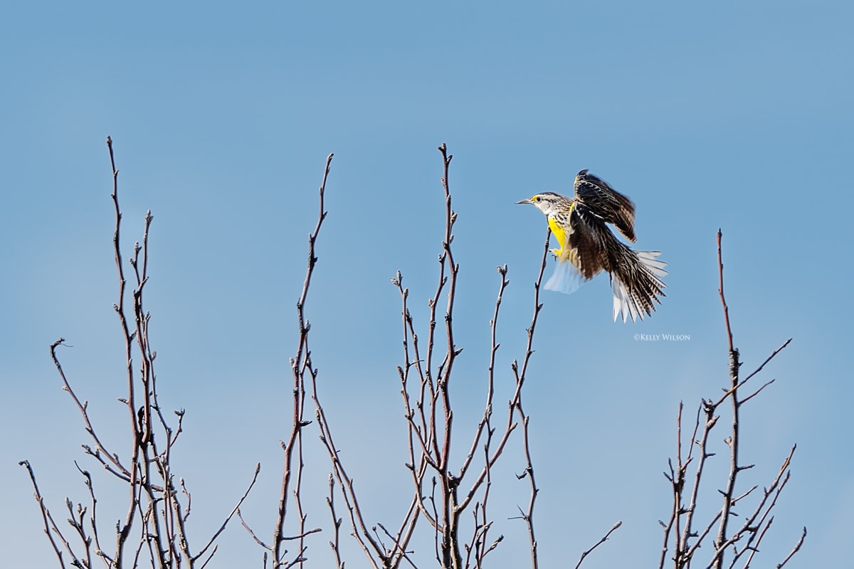 ©Kelly Wilson - 2025 - Meadowlark
