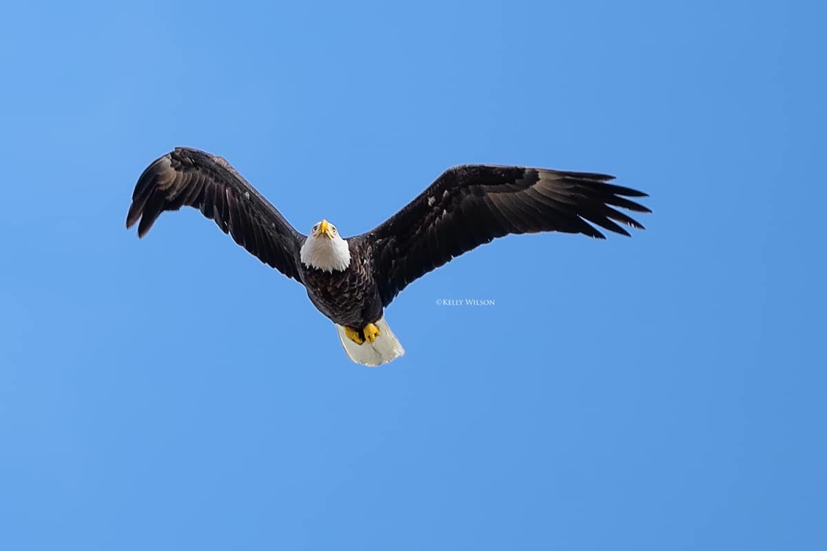 ©Kelly Wilson -2025 - This eagle will lose it's habitat