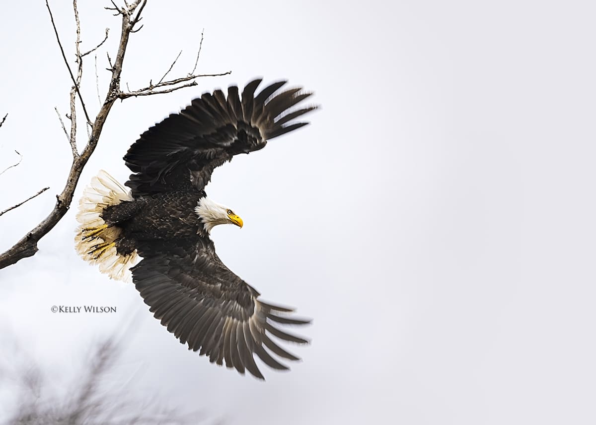 ©Kelly Wilson - 2025 - This eagle will lose it's habitat - this tree will be destroyed