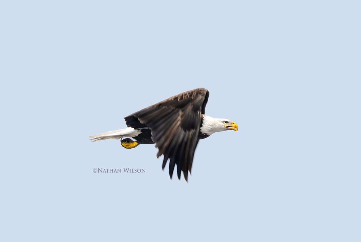 ©Nathan Wilson - 2025 -This eagle will lose it's habitat