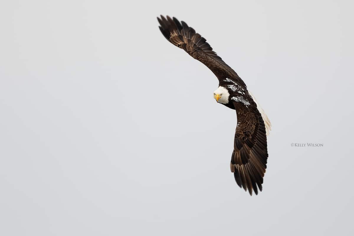 ©Kelly Wilson - 2025 - This eagle will lose it's habitat