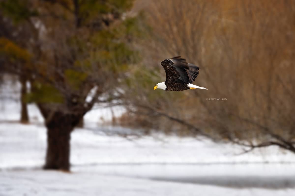 ©Kelly Wilson - 2025 -This eagle will lose it's habitat