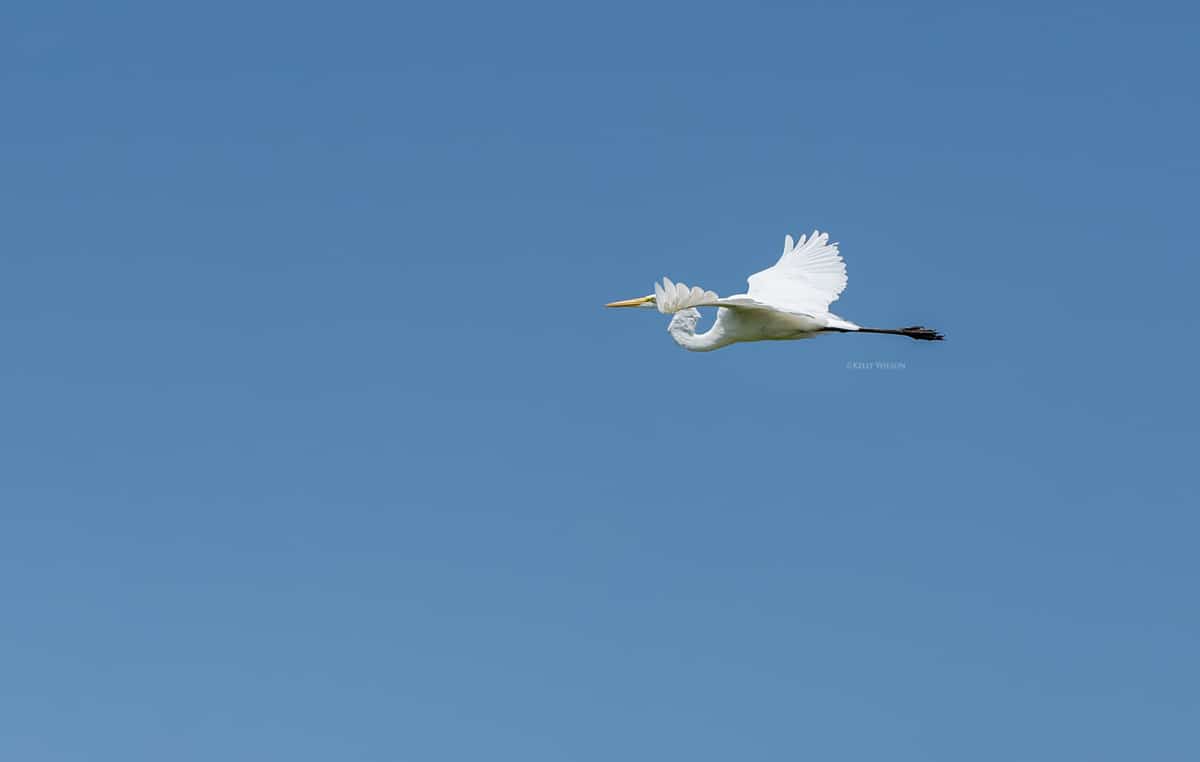 ©Kelly Wilson - 2024 - This great white egret wil