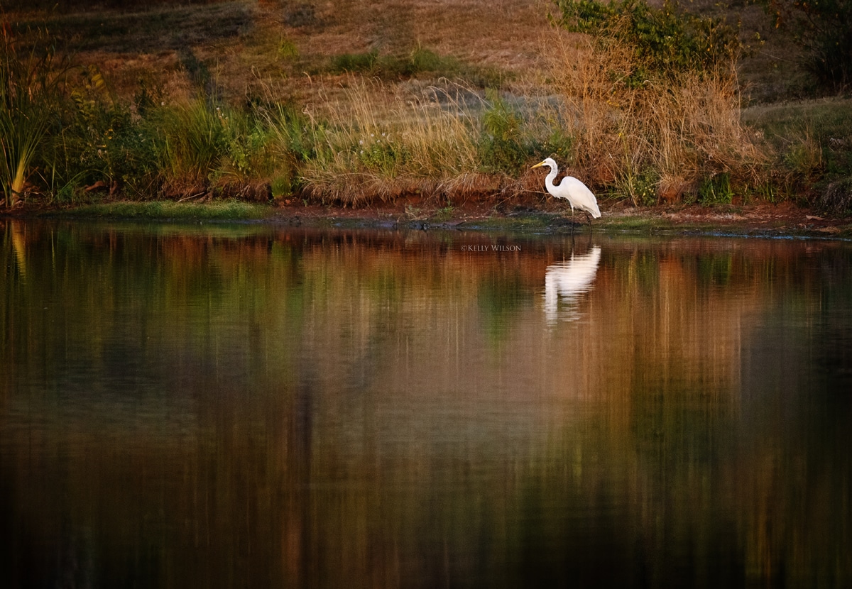 ©Kelly Wilson - 2024 - This great white egret wil