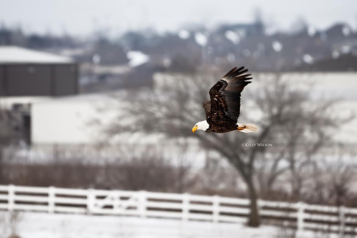 ©Kelly Wilson - 2025 -This eagle will loose it's habitat